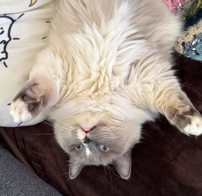 ヘソ天するココくん