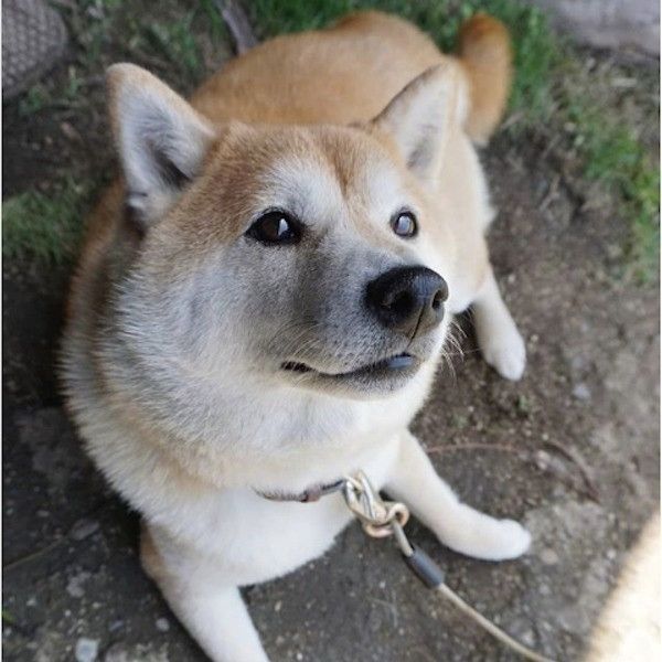 もんとあお