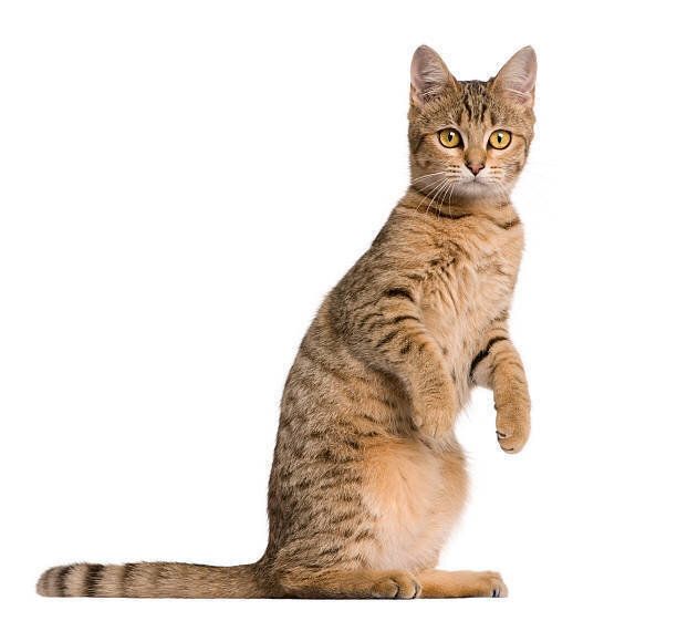 2足立ちベンガル猫