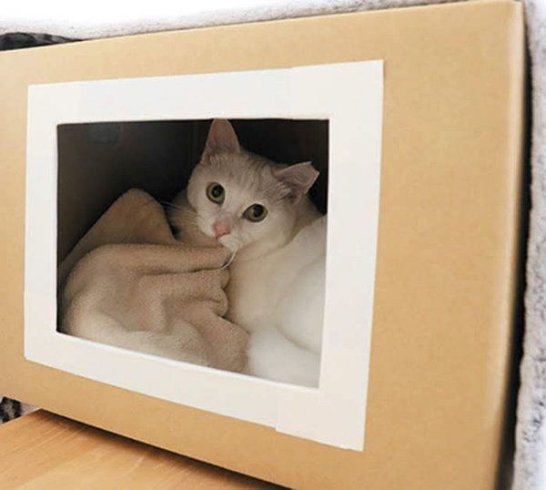 冬に注意したい猫の病気「尿石症」とは