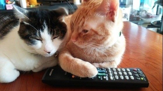 寄り添う猫