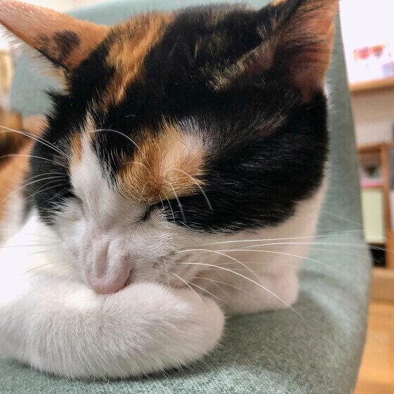 かみかみするふくニャンちゃん