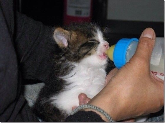 ノルウェージャンフォレストキャットのみゅうちゃん