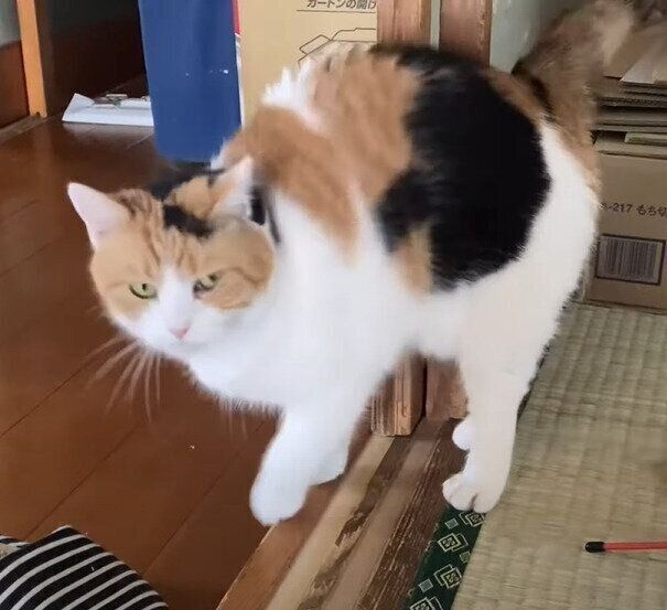 朝の三毛猫は甘えん坊 お父さんにもなでてもらいたくてあちこちで