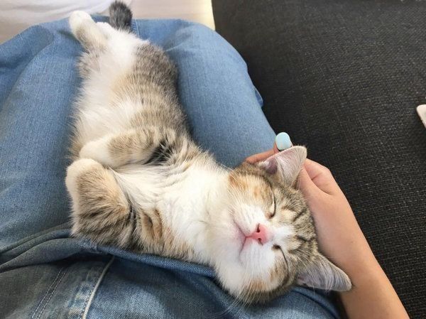 眠るよぐちゃん