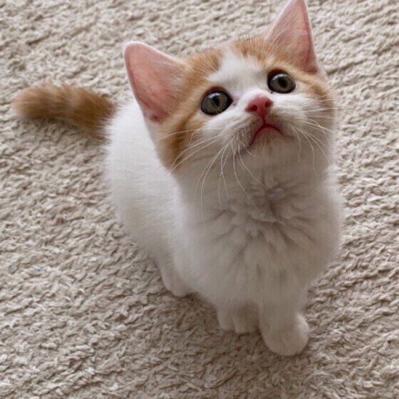 スコ 雨 子猫