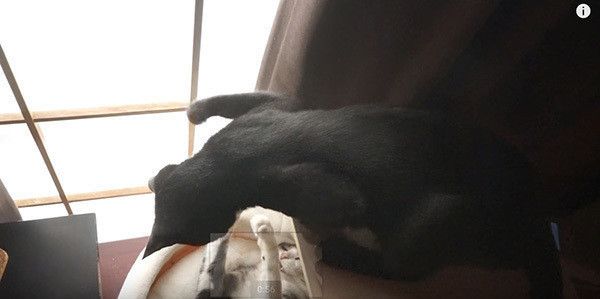 ケンカする猫