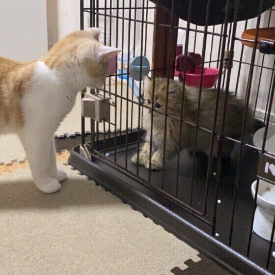 対面する猫