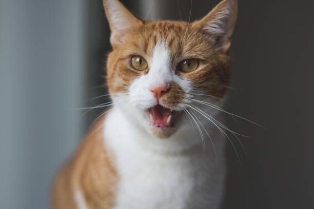 鳴く猫