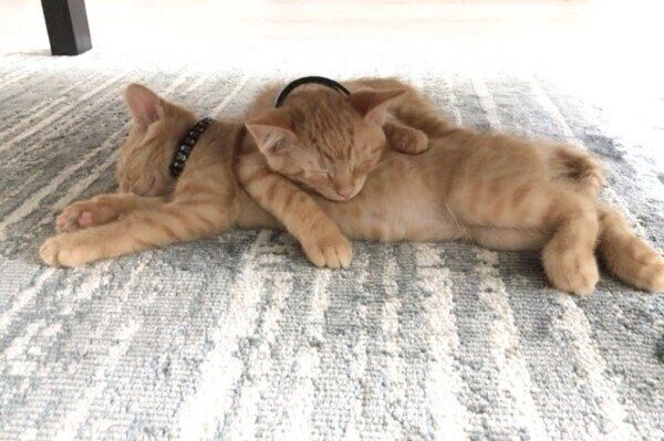 重なるようにして眠るトラくんとコテツくん