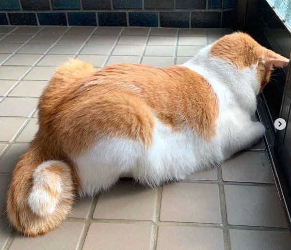 しっぽがかわいい猫