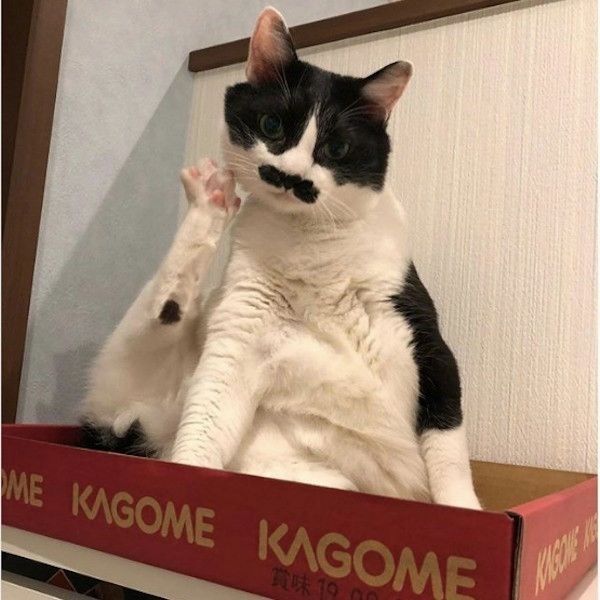 ヨガニャンコ