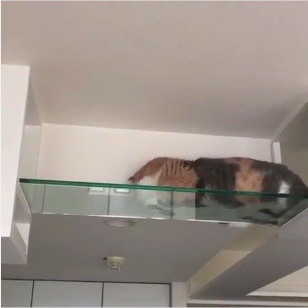 マンチカン