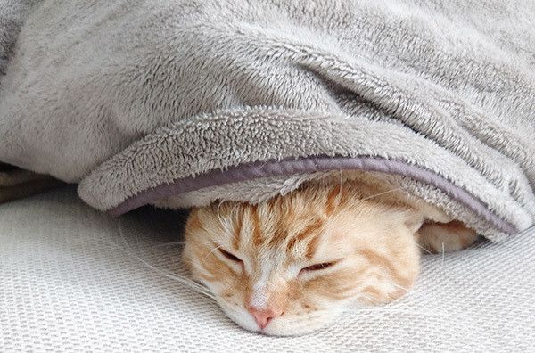 眠る猫