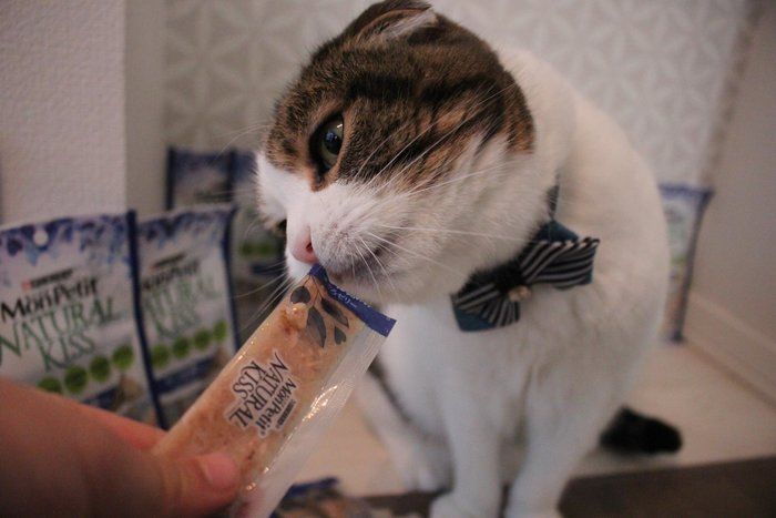 「モンプチ ナチュラルキッス」が愛猫との絆づくりに最適なワケ
