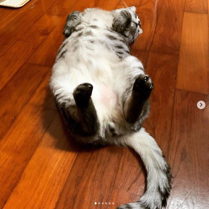 へそ天する猫