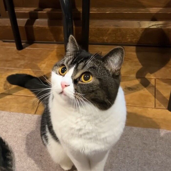 めだかの喜ぶ猫さま(=^・^=)『す』 めだかの喜ぶ猫さま(=^・^=) 5 （めだかの喜ぶ猫さま④ 浮かし）