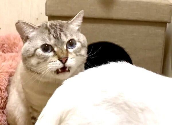 フレーメン反応をする銀汰ちゃん