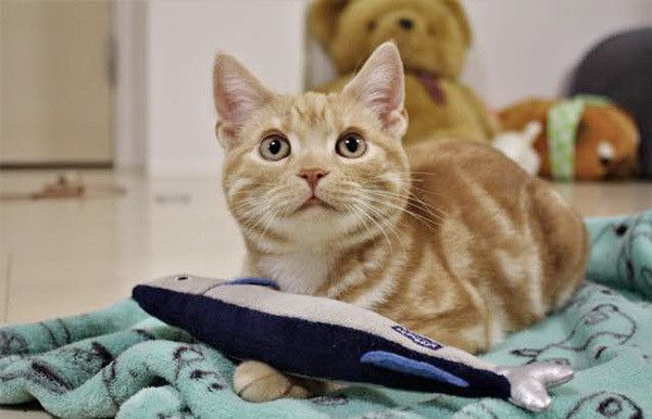 遊ぶ猫