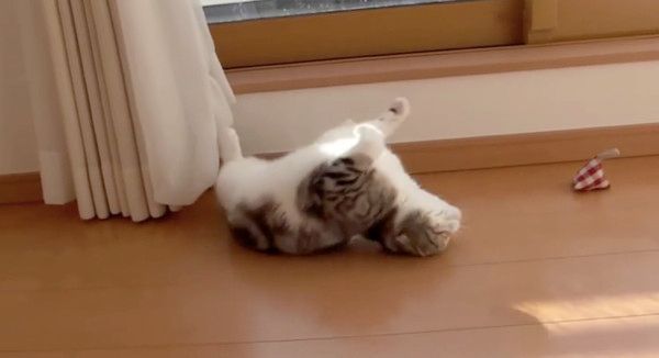 遊ぶ猫