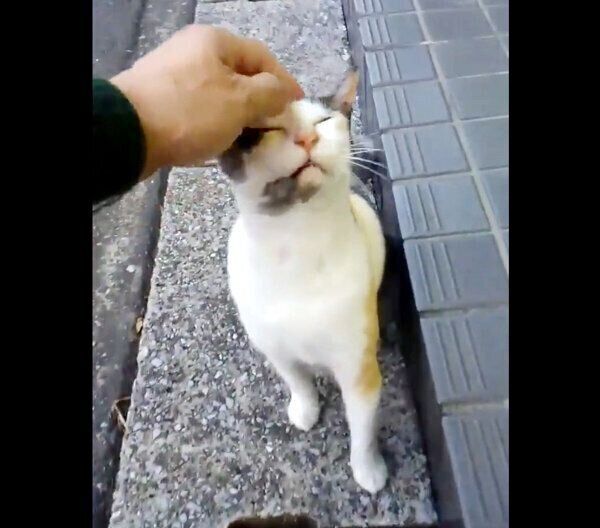 飼い主さんにナデナデされる外猫時代のミケちゃん