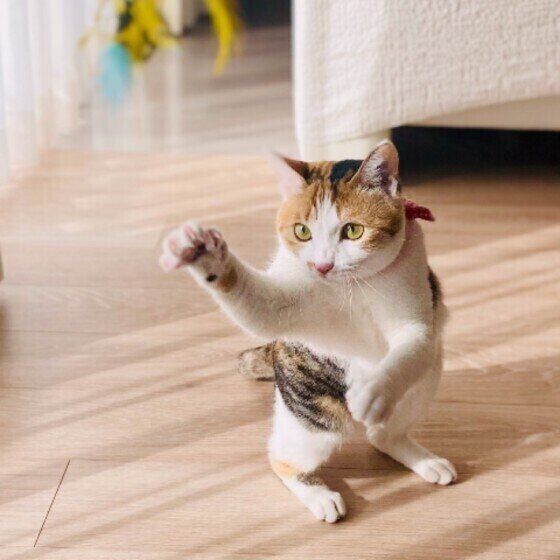 遊ぶ三毛猫