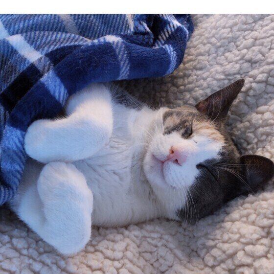 寝言をいうミケ猫