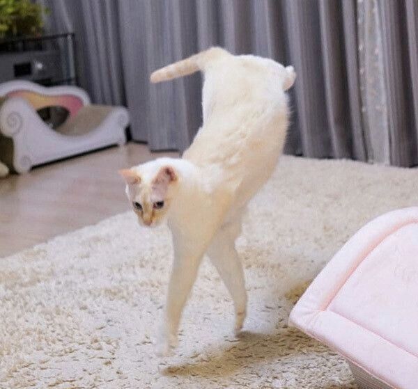ひねり着地をするチャコたん