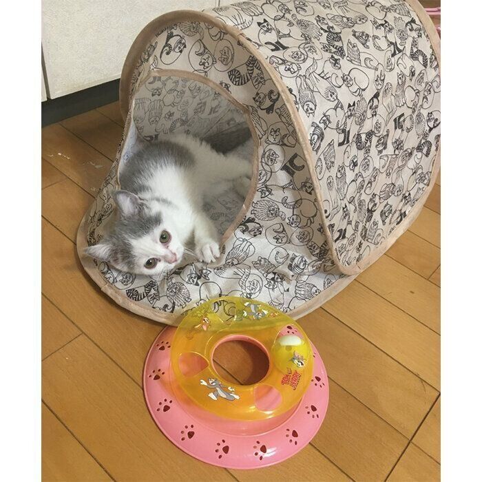 『ねこのきもち』の付録のおもちゃで遊ぶちよちゃん
