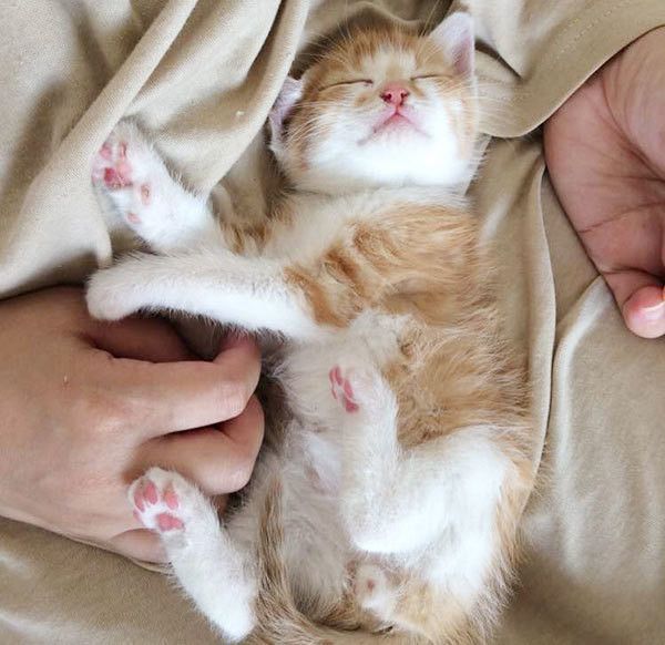 眠る猫