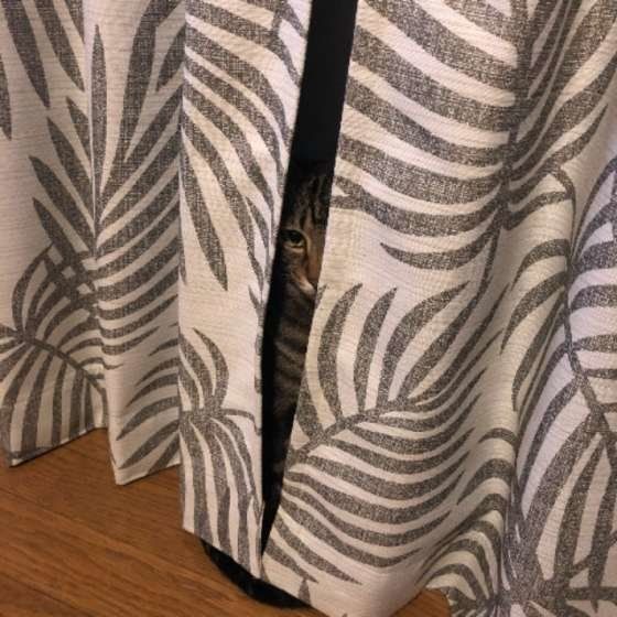 覗き見する猫