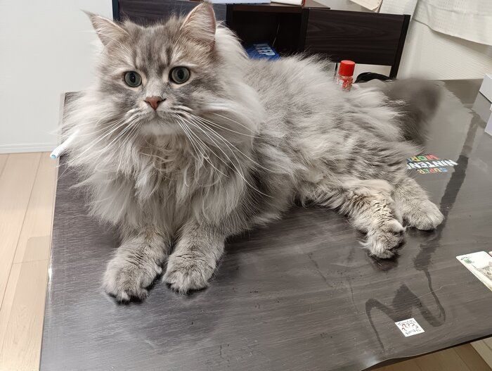 くつろいでいるサイベリアン