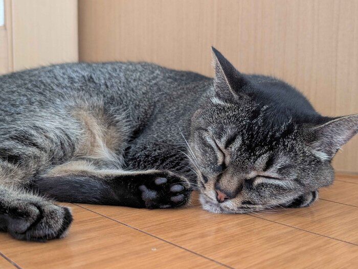 スヤスヤ眠るニコちゃん
