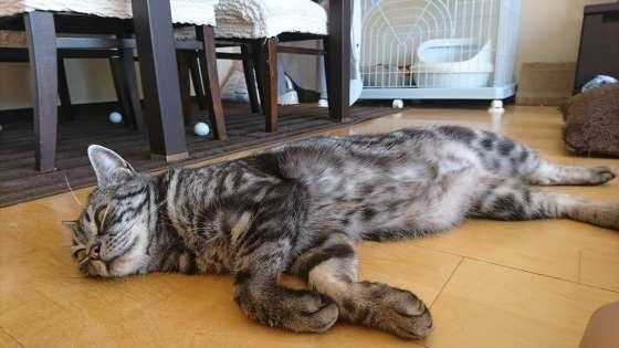 くつろぐ猫