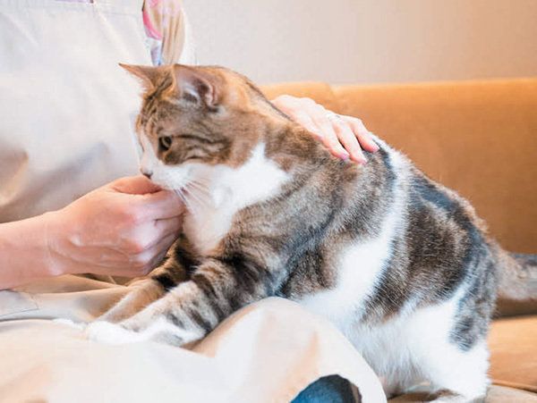 なでられる猫