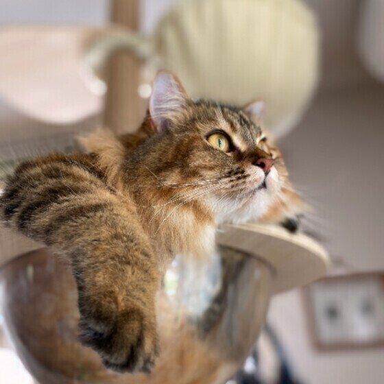 ご飯を食べたそうにみつめる猫(ラガマフィン、メス)