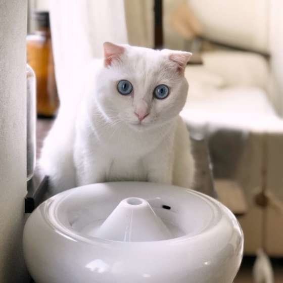 水飲みの前にいるスコティッシュフォールドのましゅーくん