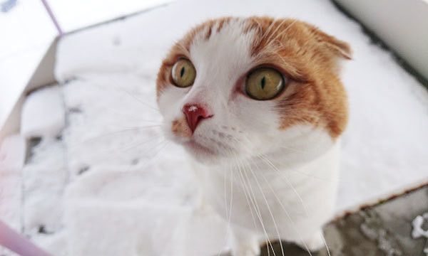 見つめる猫
