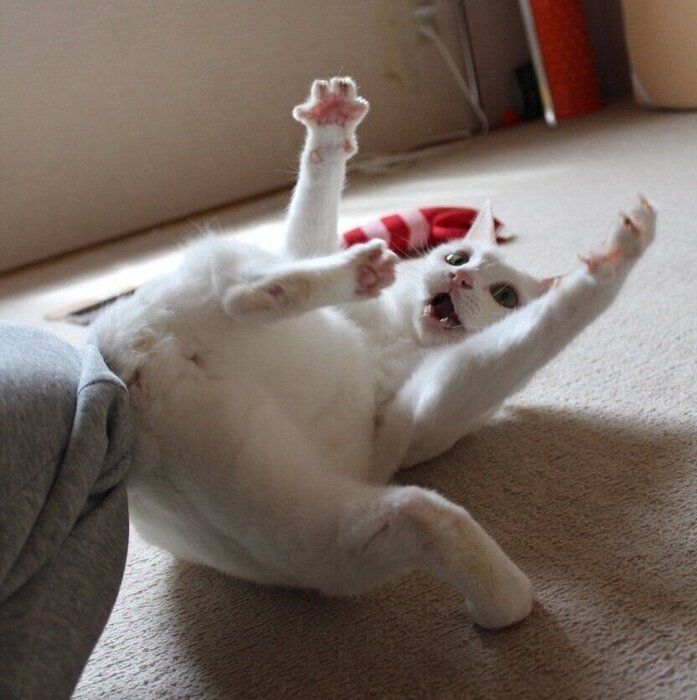 後ろ足が上がるほど全力で遊ぶリリーちゃん