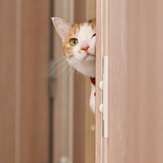 MIXミケの扇ちゃん