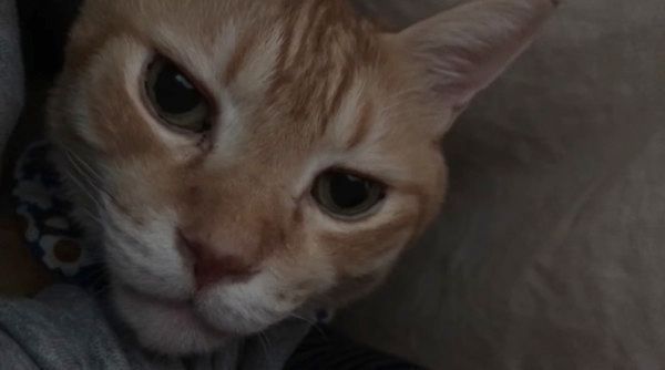 見つめる猫