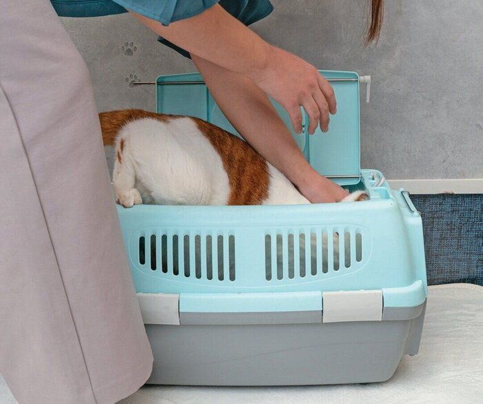 猫を頭からキャリーに入れている様子