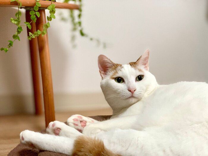 くつろいでいる猫