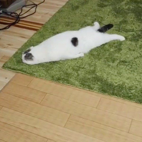 ぐでるライくん