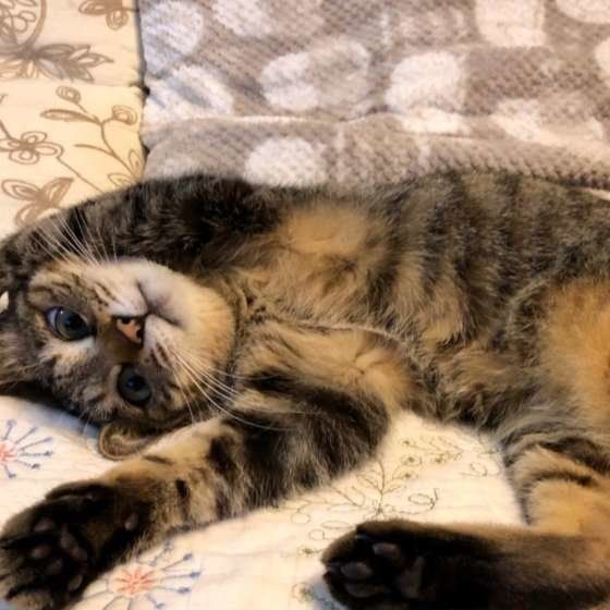 ヘソ天する猫