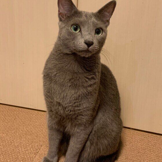 お座りするロシアンブルーのうにくん