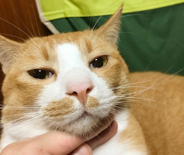 見つめる猫