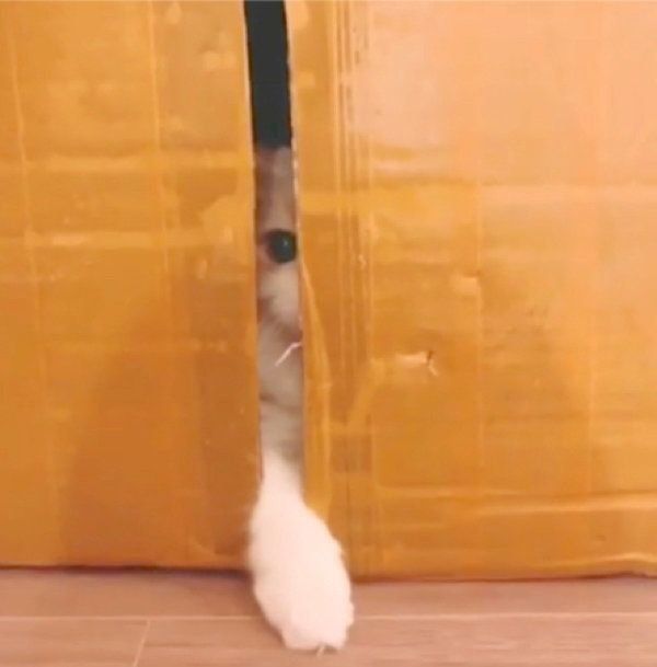 スキマから見せる顔がスゴいミヌエット
