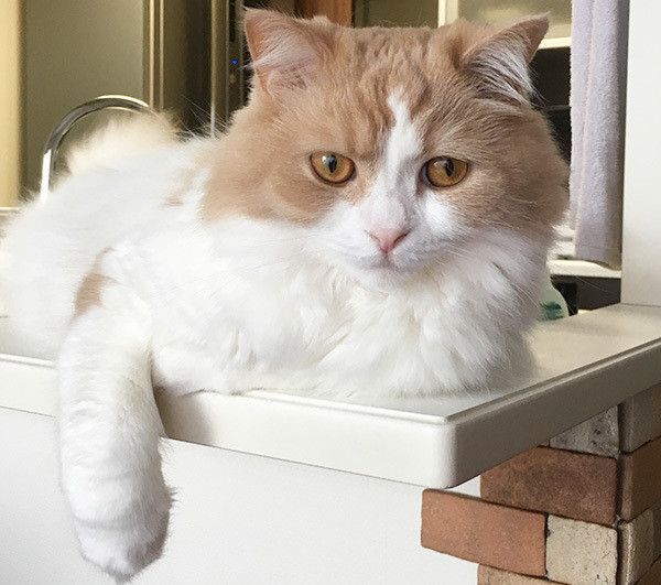 見つめる猫