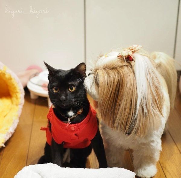 黒猫の月ちゃんとシー・ズーのひよりちゃん
